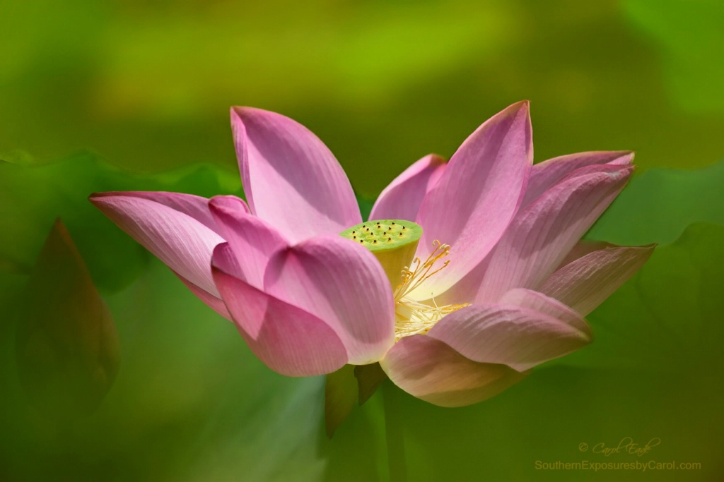 Pink Lotus Rising - ID: 15596506 © Carol Eade