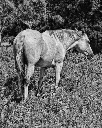 TJ B&W