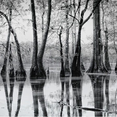 Cypress Mirror