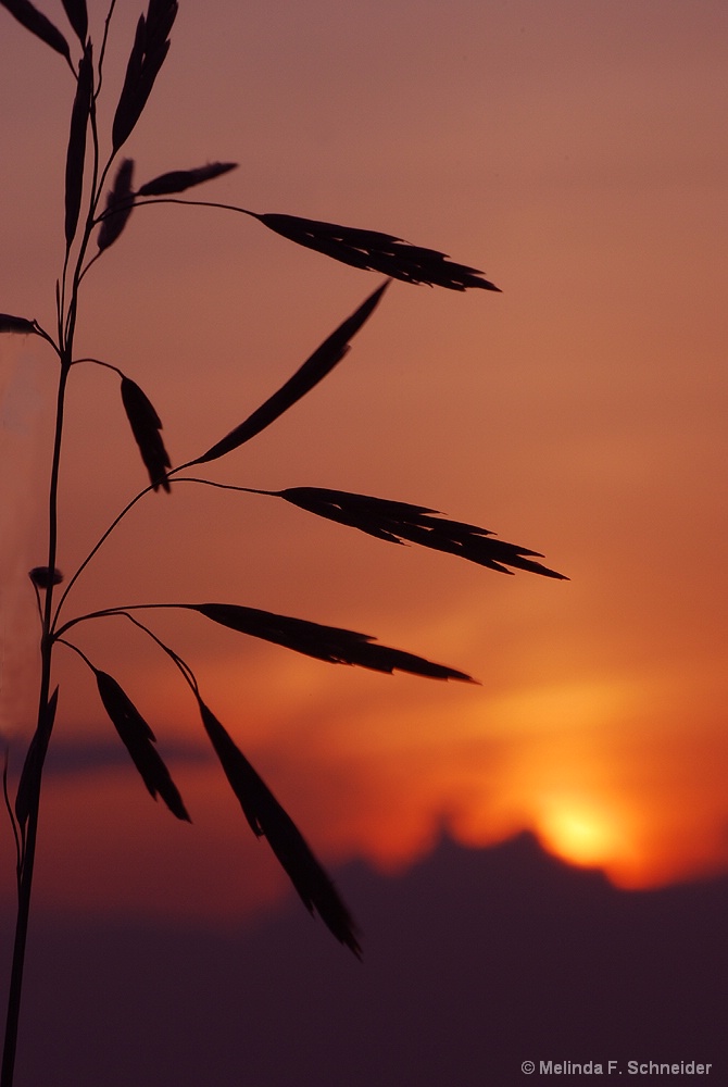 Roadside Sunset