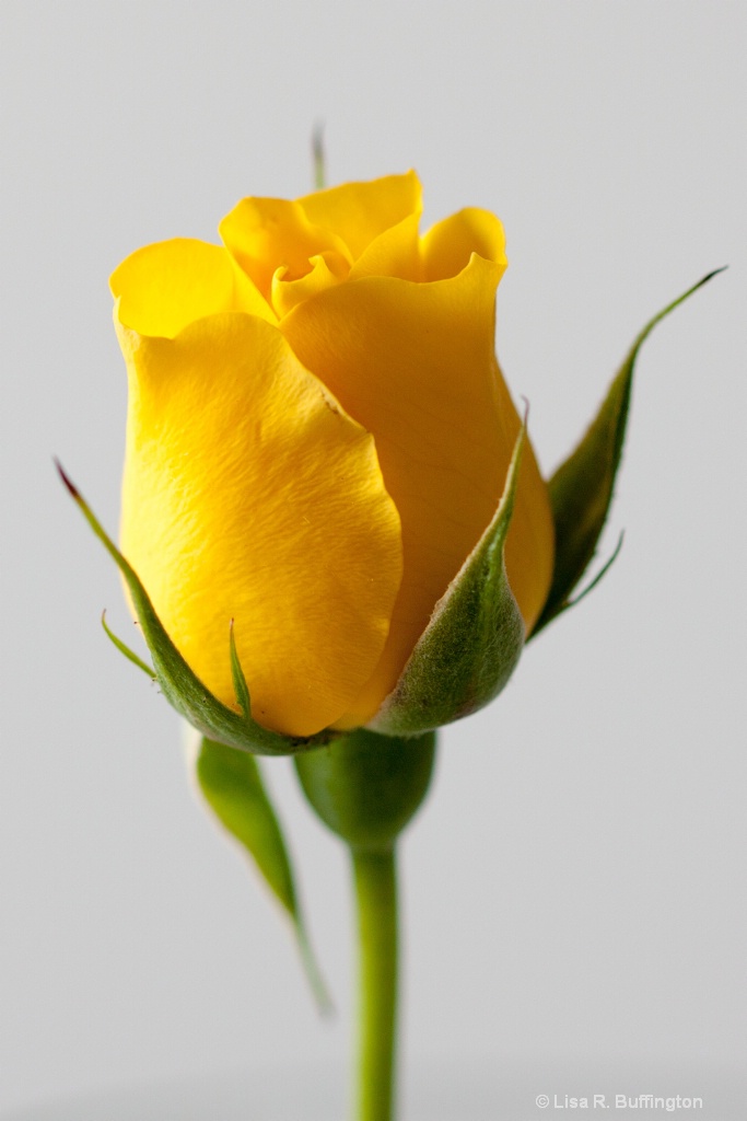 Yellow Rose - ID: 15596990 © Lisa R. Buffington