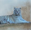 Orissa