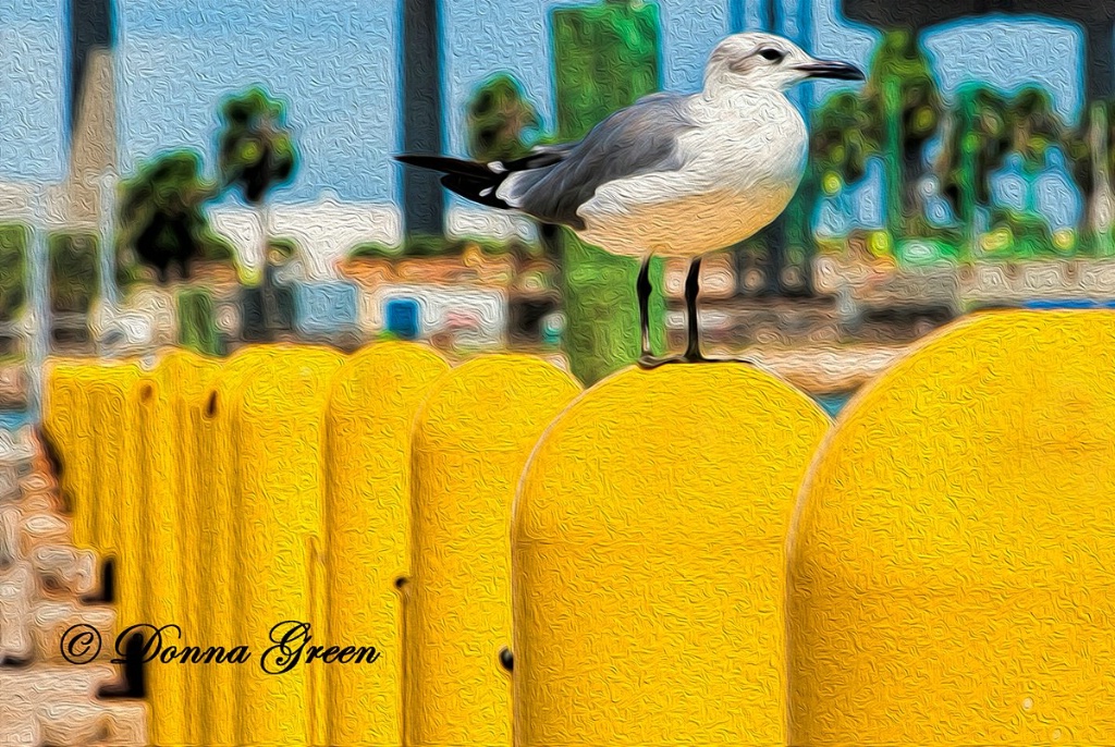Bird Watch - ID: 15597347 © Robert/Donna Green