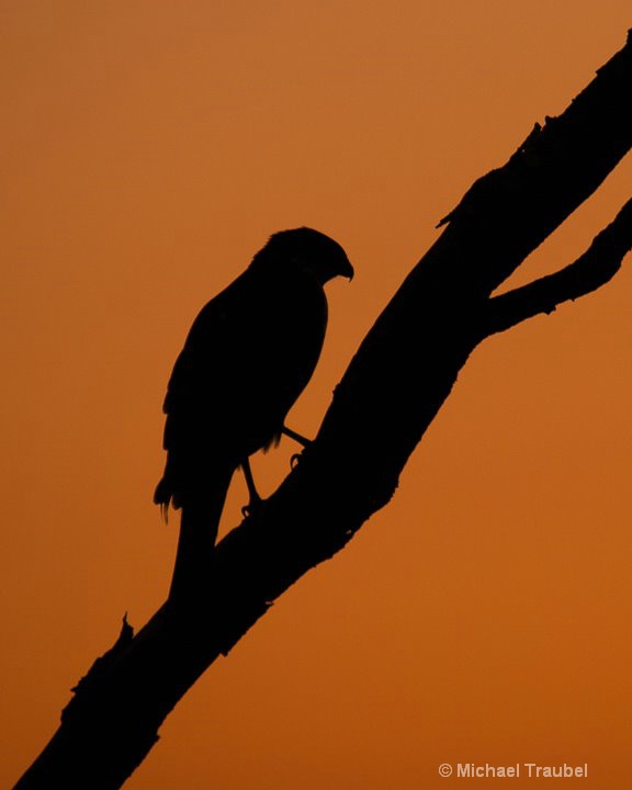 Cooper's Hawk at Sunset