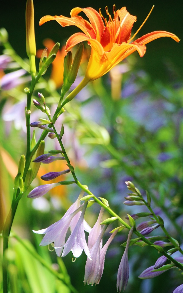 Lily and Hosta Blooms