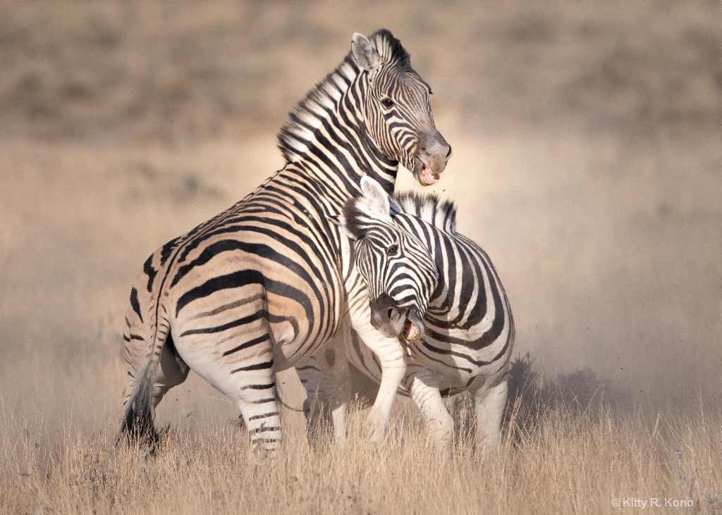  Zebras Fighting