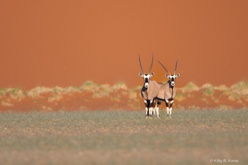 Two Oryx Against the Red Sand Dune