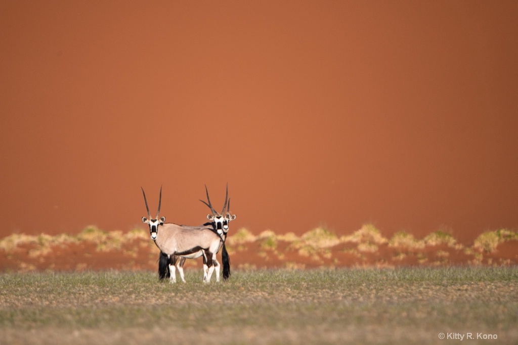 Three Oryx Against the Red Sand Dune