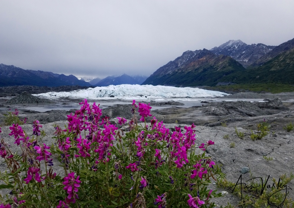 fireweed