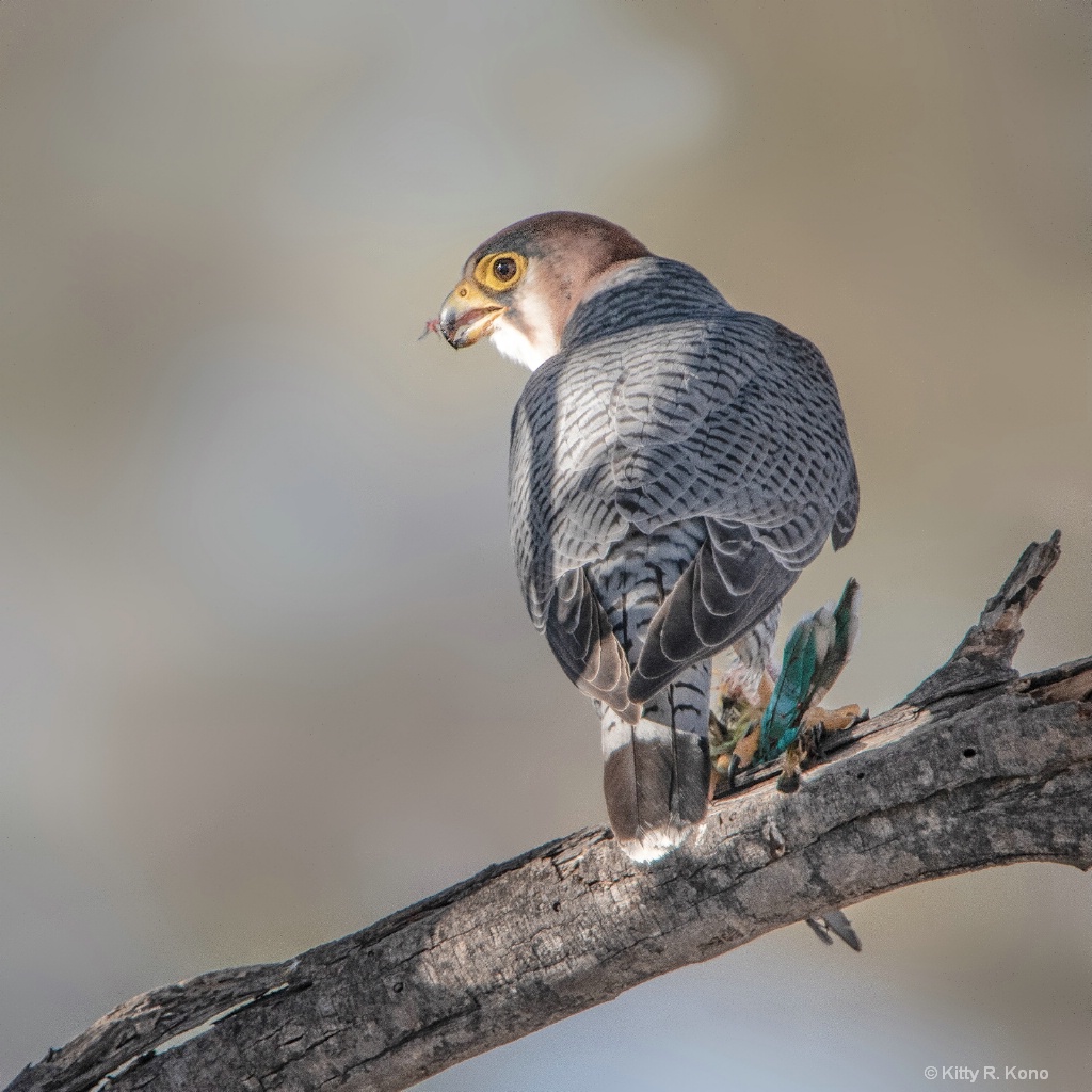  Lanner Falcon with his Prey - ID: 15599346 © Kitty R. Kono