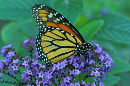 Monarch on Purple