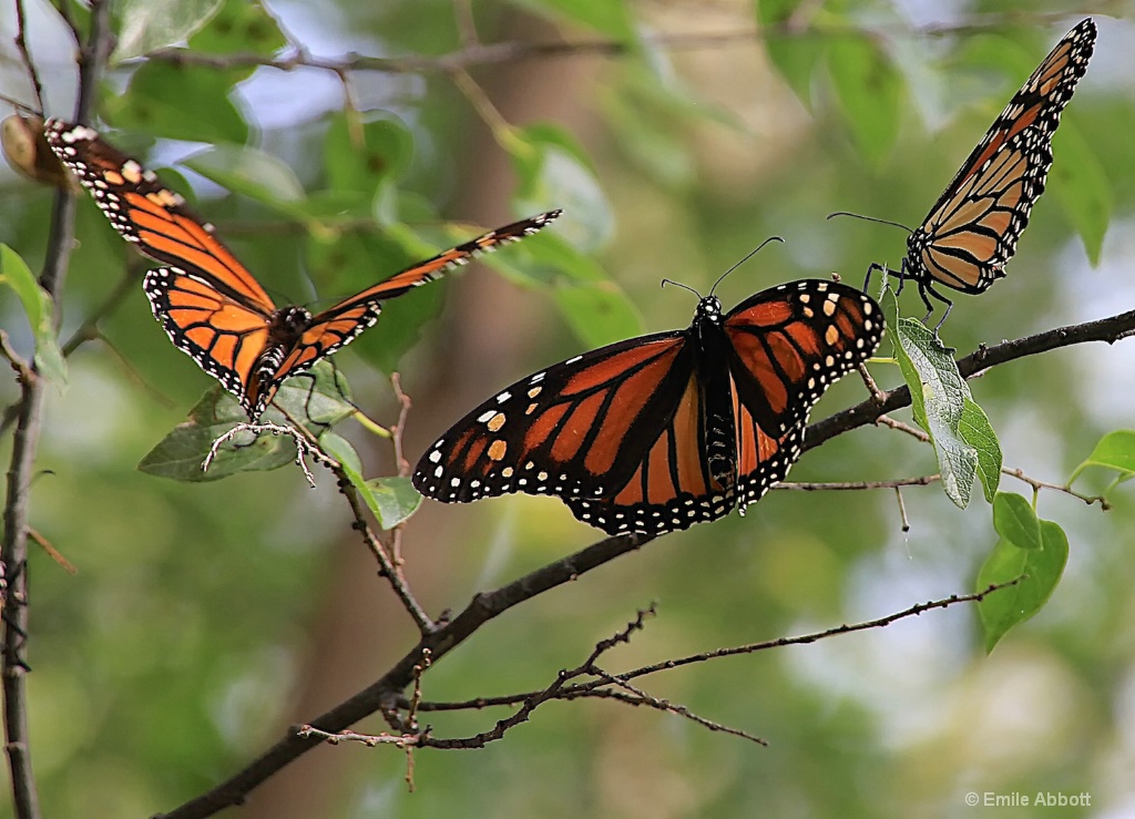 Tres Amigos - ID: 15599435 © Emile Abbott