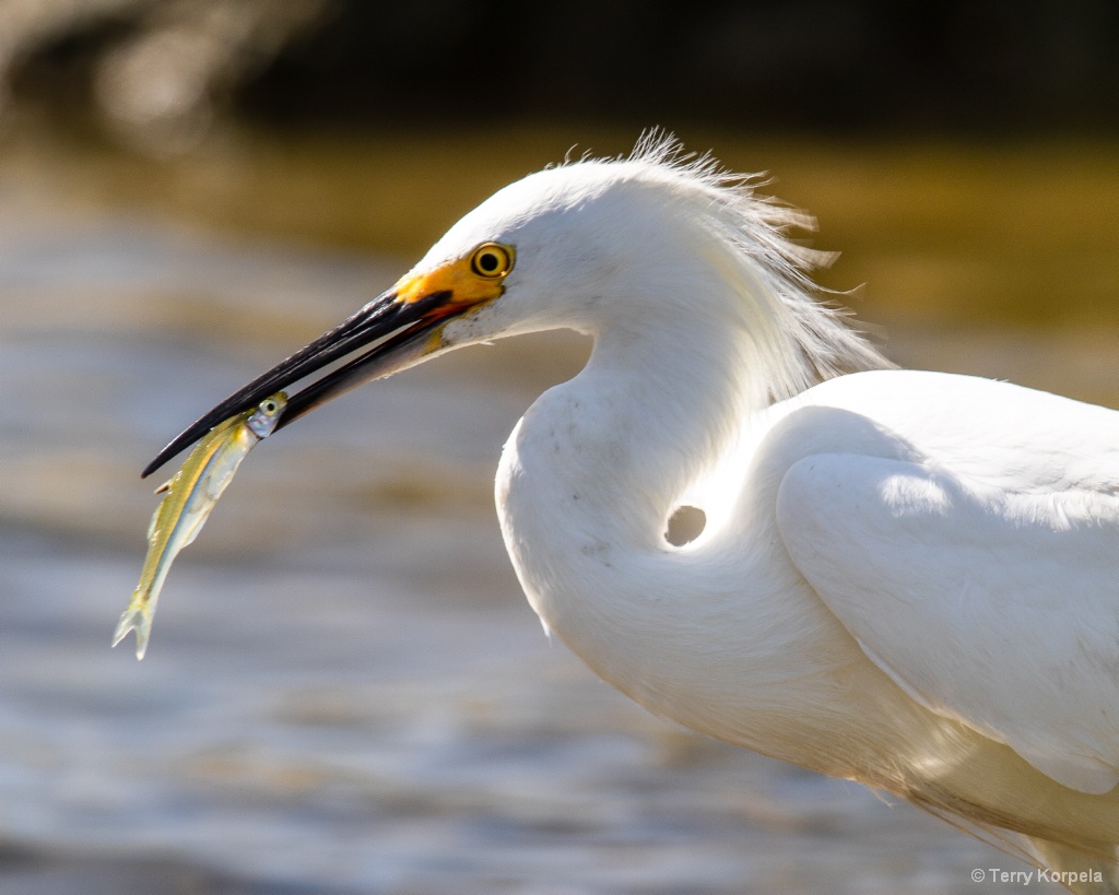 Good Day Fishing for a Snowy Egret - ID: 15599438 © Terry Korpela