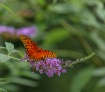 Fritillary
