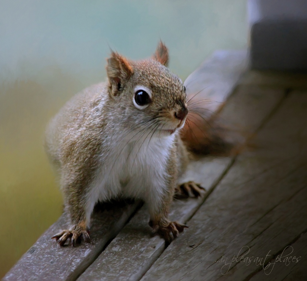 Red Squirrel