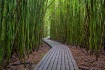~Bamboo Forest~
