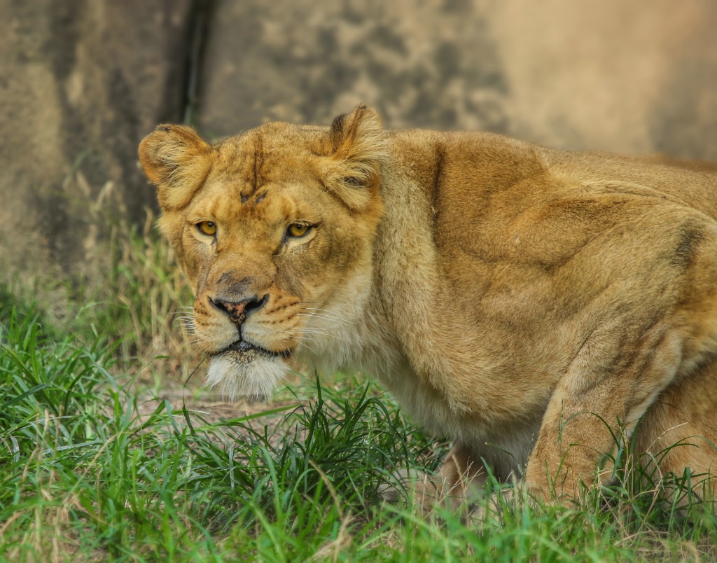 Lioness