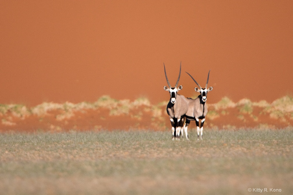 Two Oryx and the Sand Dune