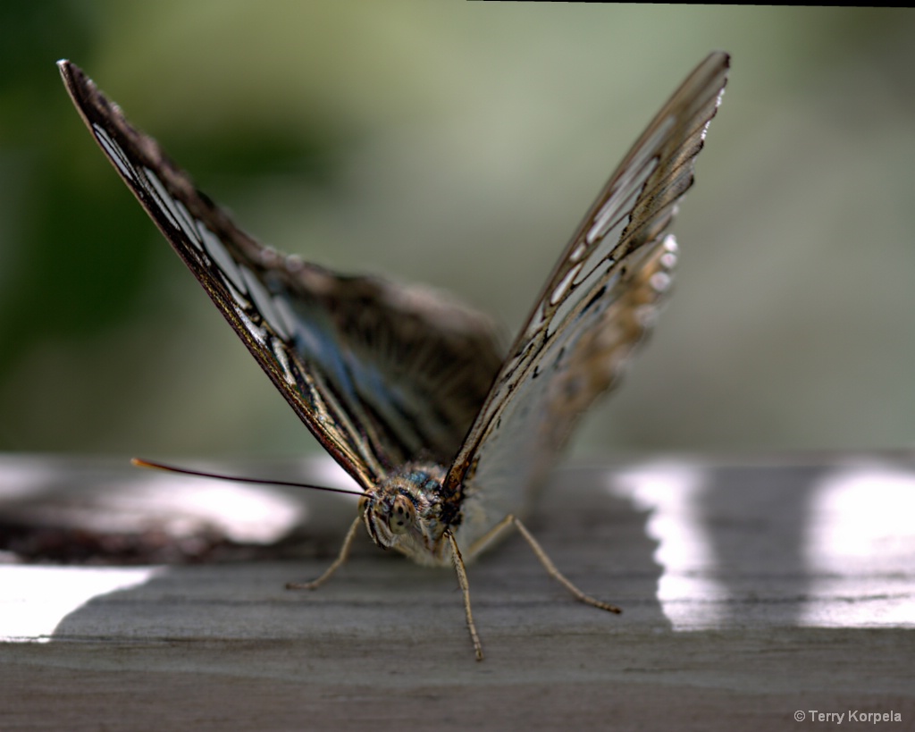 St. Thomas Butterfly Garden - ID: 15599620 © Terry Korpela
