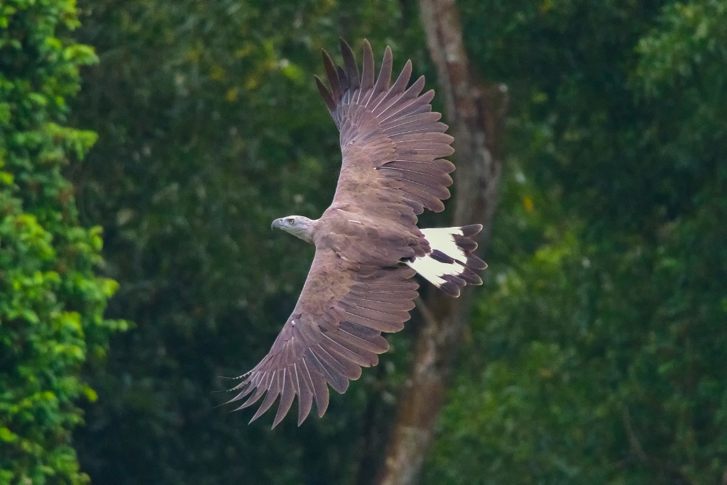 Grey headed fish eagle