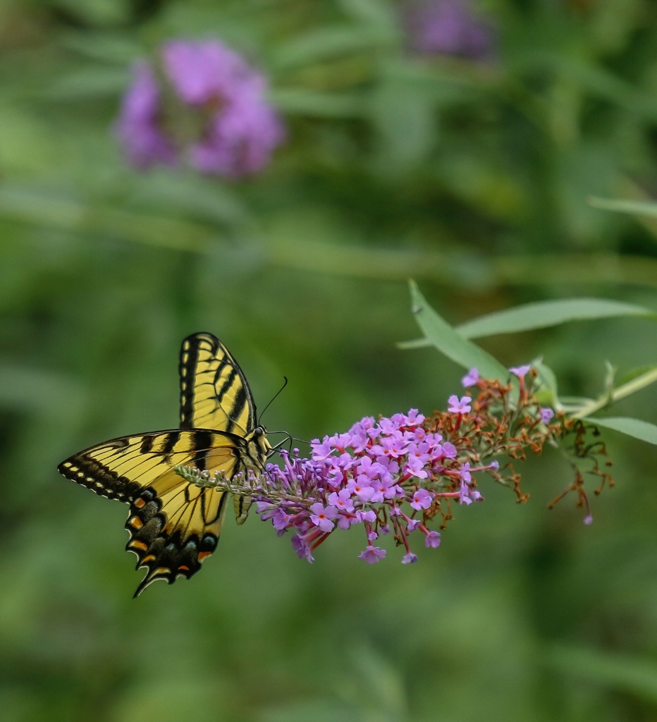 Swallotail 5