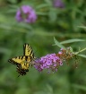 Swallotail 5