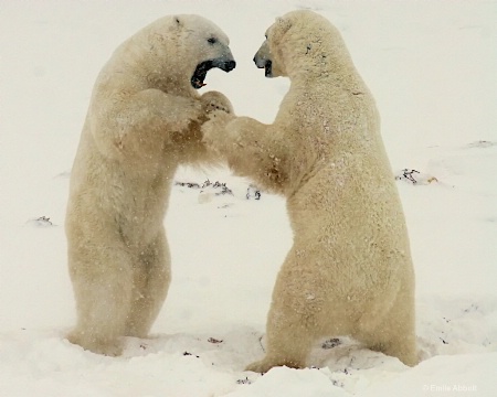 Polar Bear Dance 1