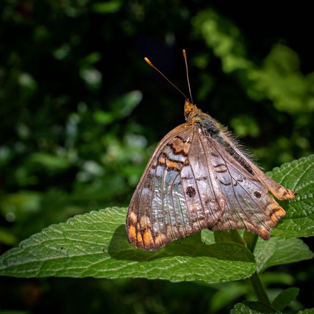 Basking