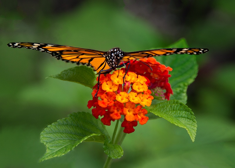 Monarch and Lantana