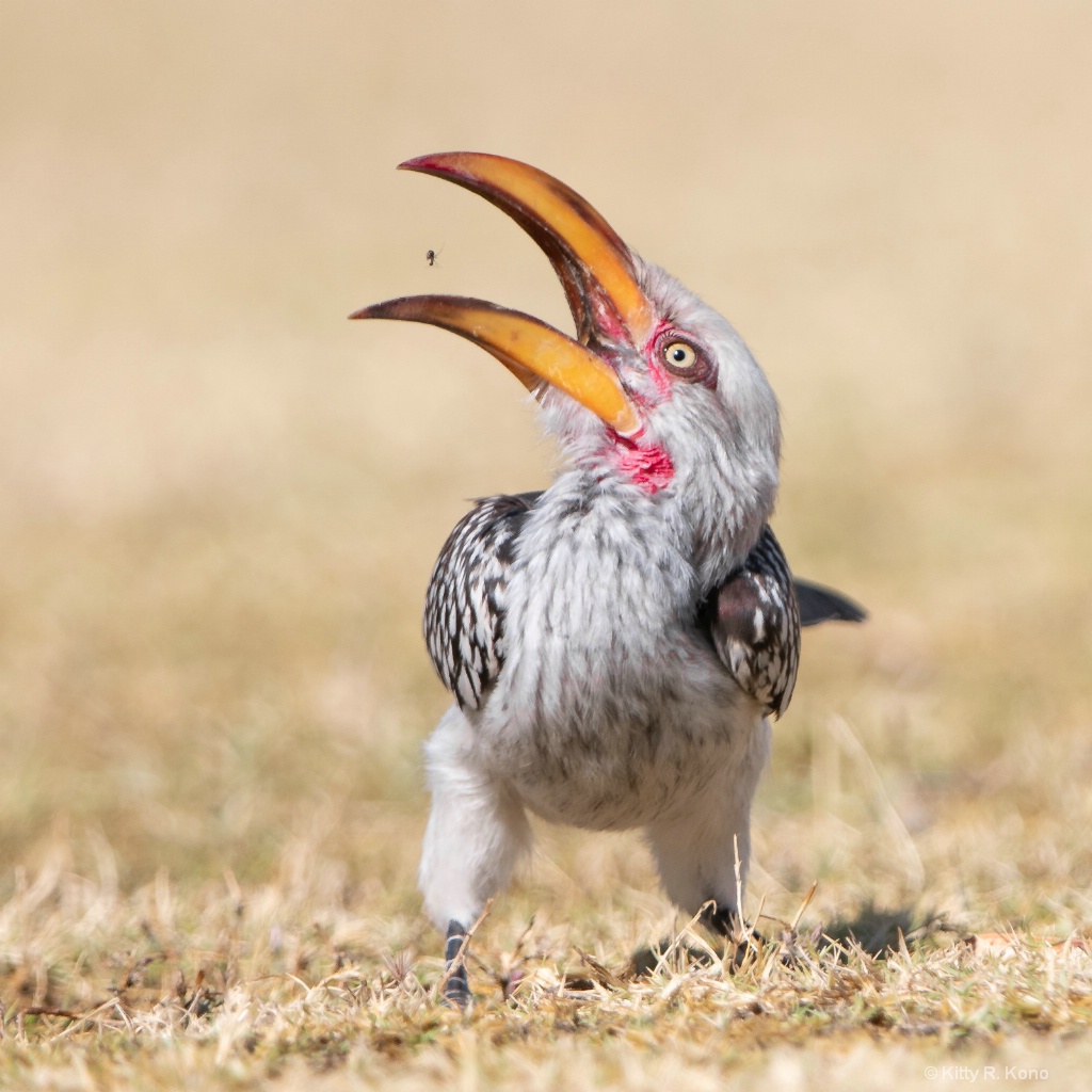 The Yellow Hornbill and the Ant - ID: 15599904 © Kitty R. Kono