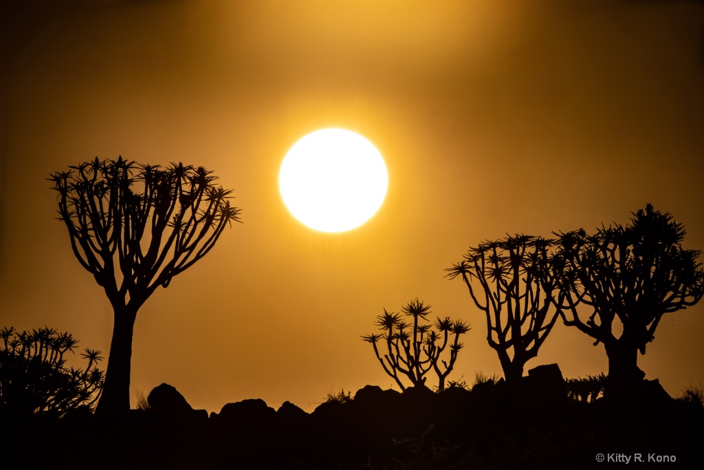 Sunset Over the Quiver Tree Forest - ID: 15599910 © Kitty R. Kono