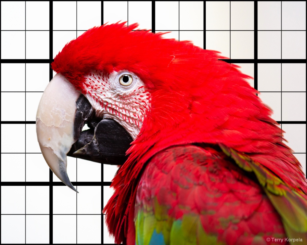 Green-winged Macaw - ID: 15599917 © Terry Korpela