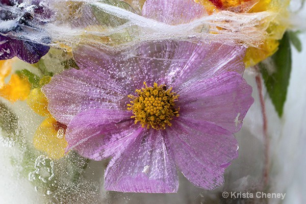 Cosmos in ice IV - ID: 15600755 © Krista Cheney