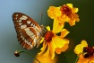 Colorful Butterfl...