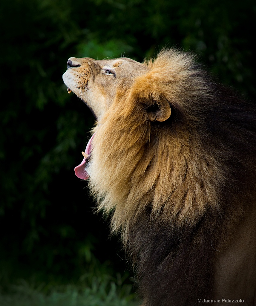 Roar Of A King