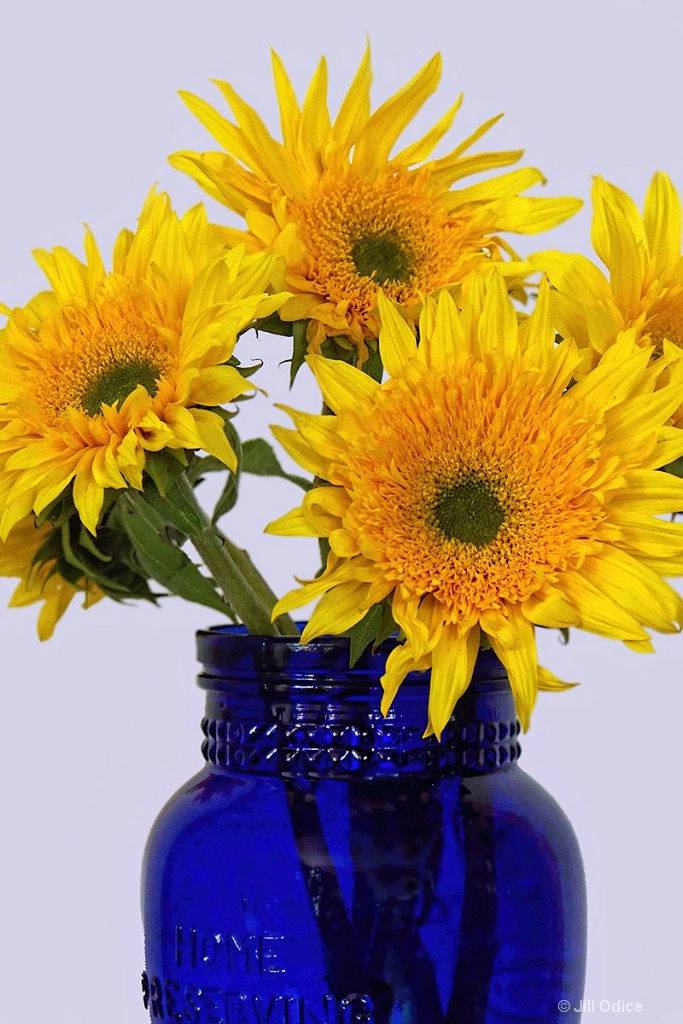 Teddybear Sunflowers