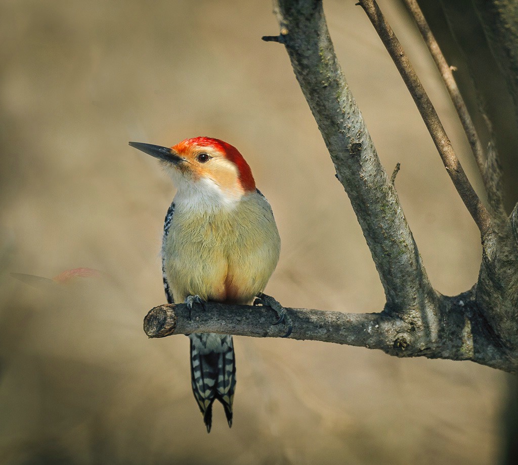 Red Bellied Woodpecker - ID: 15600926 © Bob Miller