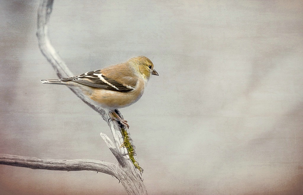 Female Goldfinch - ID: 15600928 © Bob Miller