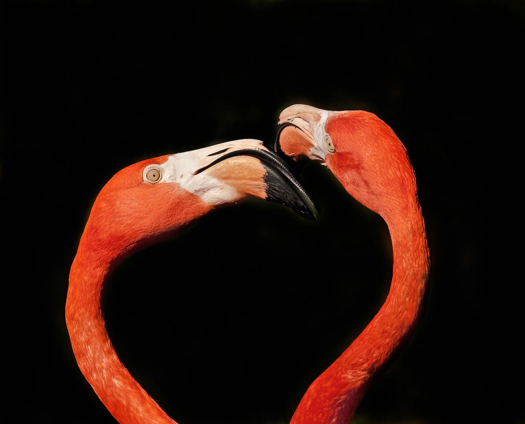 Flamingo conversation - ID: 15600933 © Bob Miller