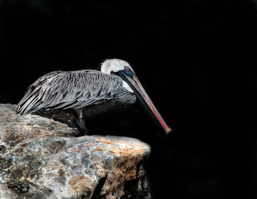 Galapagos Pelican - ID: 15600934 © Bob Miller