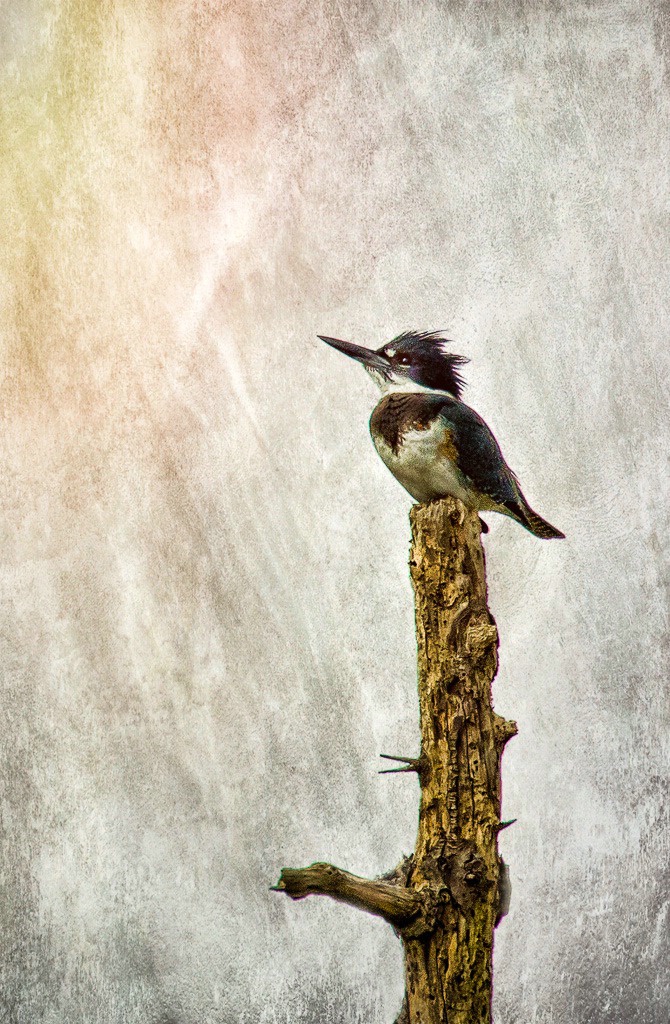 Kingfisher with Textured background - ID: 15600939 © Bob Miller