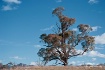 An Old Gum Tree