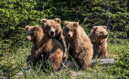 4 Bears on a Log
