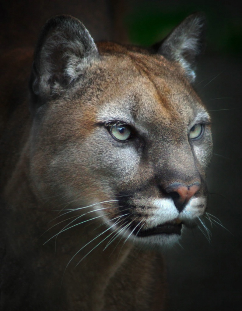 On Cougar Mountain