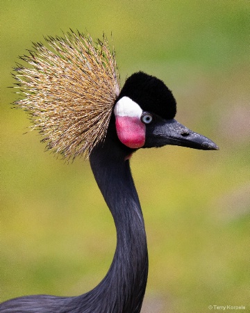 West African Crowned Crane