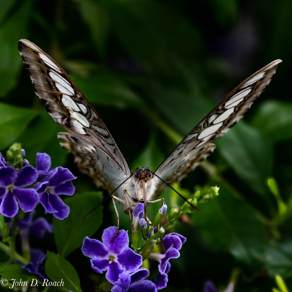 Ginter Butterfly - ID: 15601046 © John D. Roach
