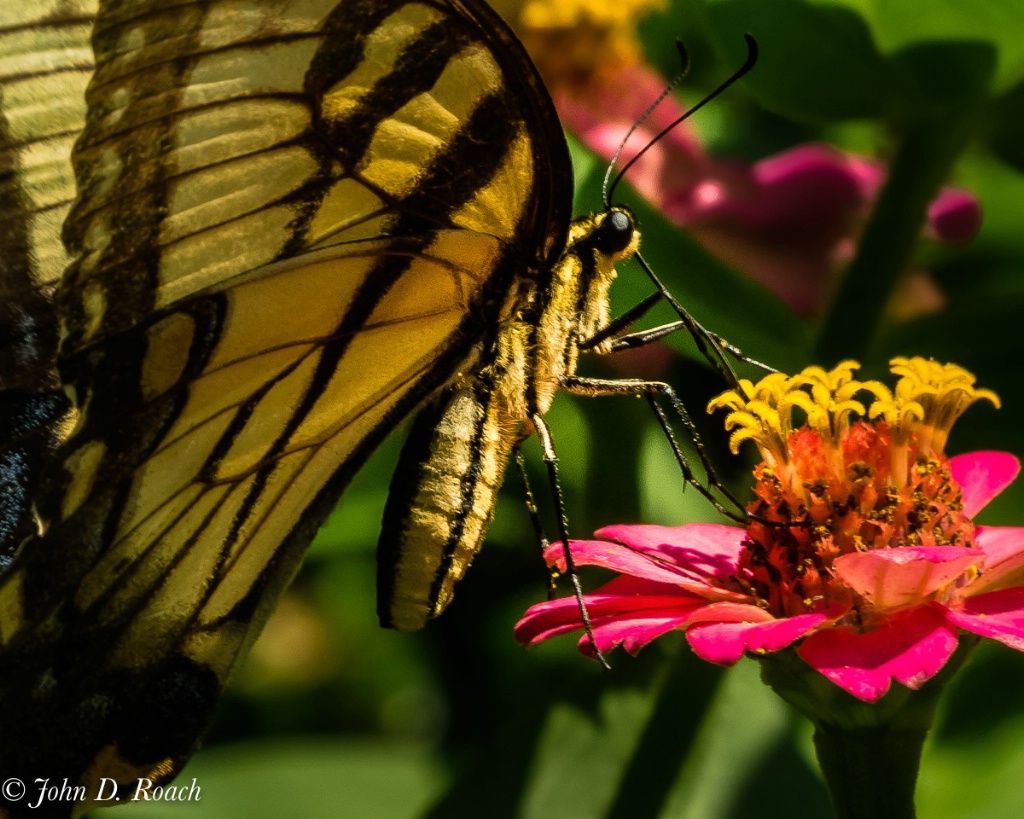 Butterfly at the Zinnia - ID: 15601051 © John D. Roach