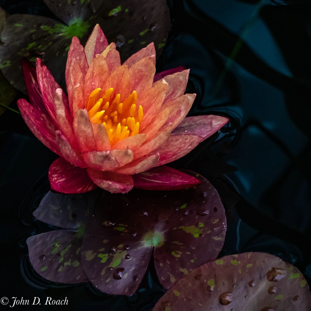 Ginter Water Lily - ID: 15601052 © John D. Roach