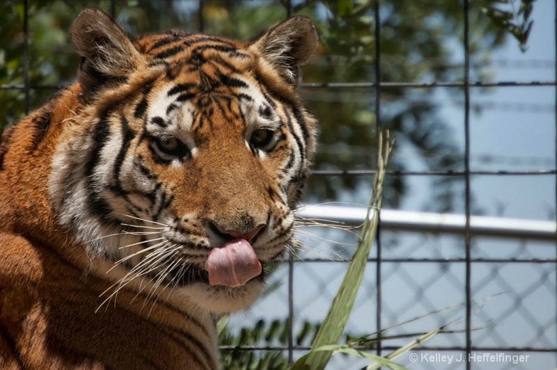 Ready for lunch - ID: 15601105 © Kelley J. Heffelfinger
