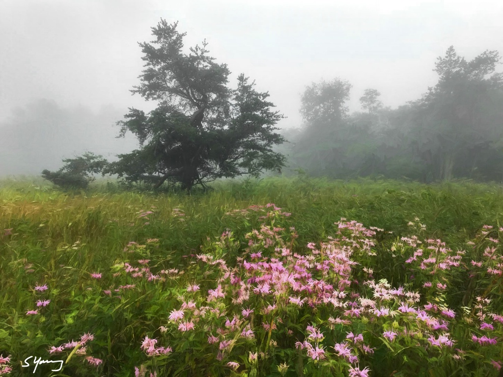 Flowers in Fog; Shenandoah National Park